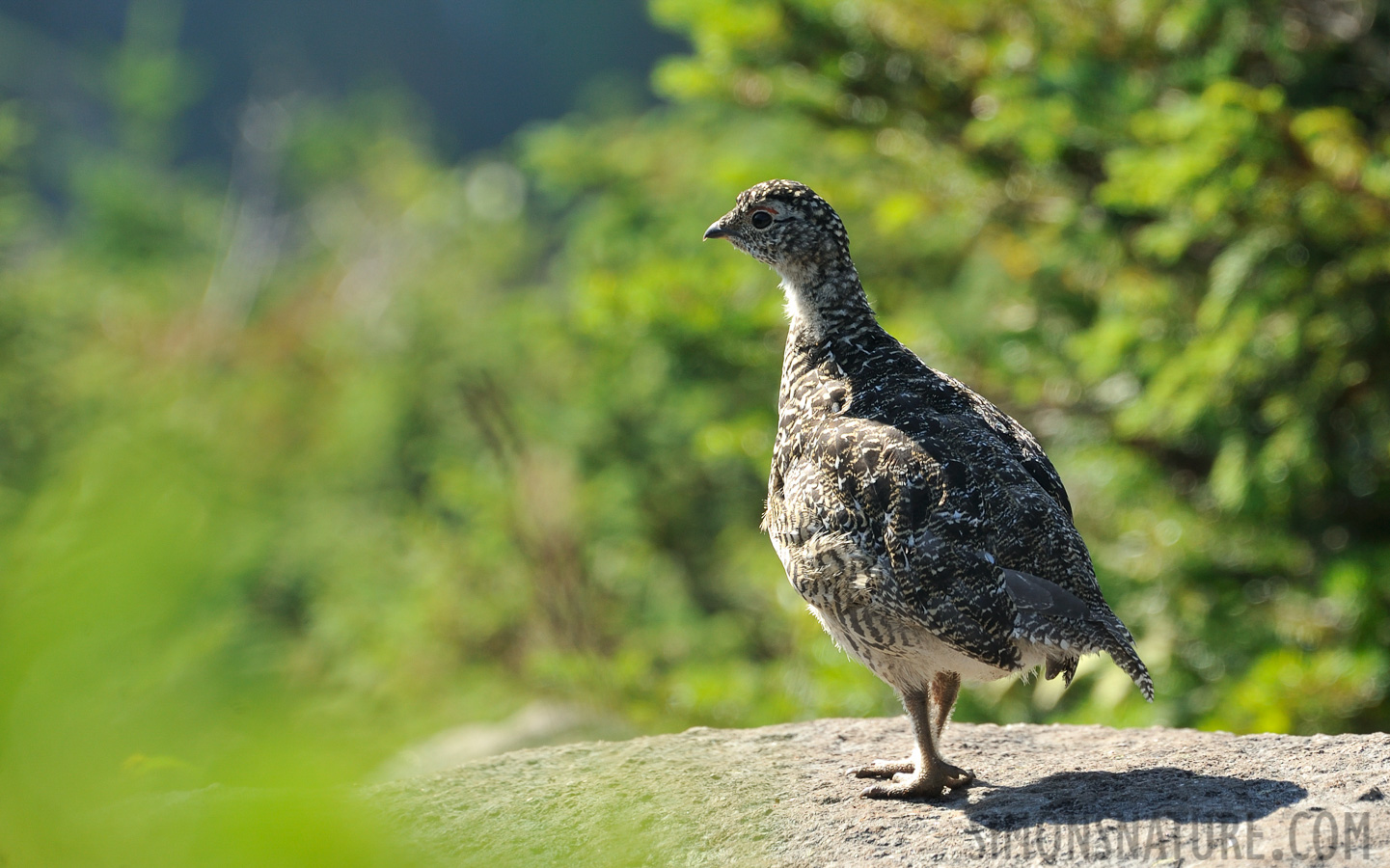 Lagopus muta welchi [300 mm, 1/320 Sek. bei f / 8.0, ISO 400]